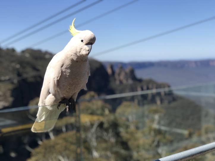 724 543 cockatoo